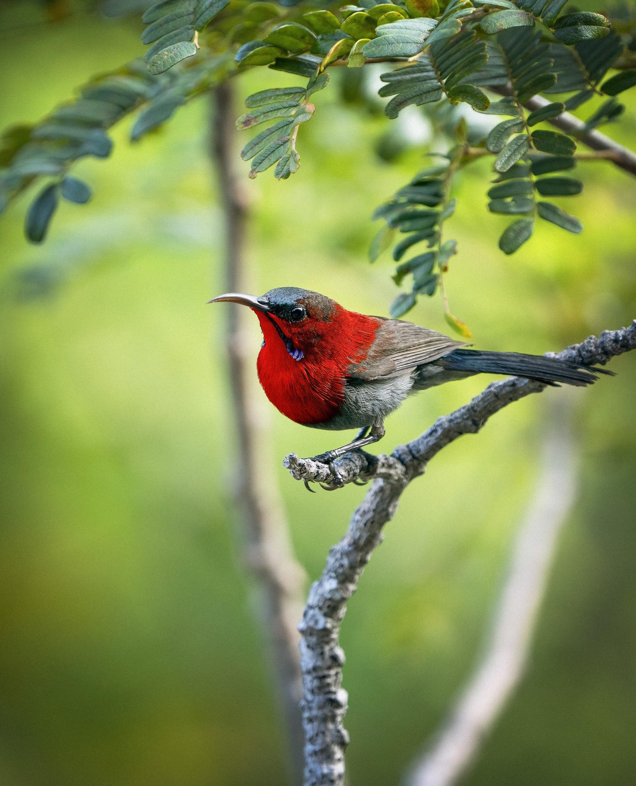 CRIMSON SUNBIRD