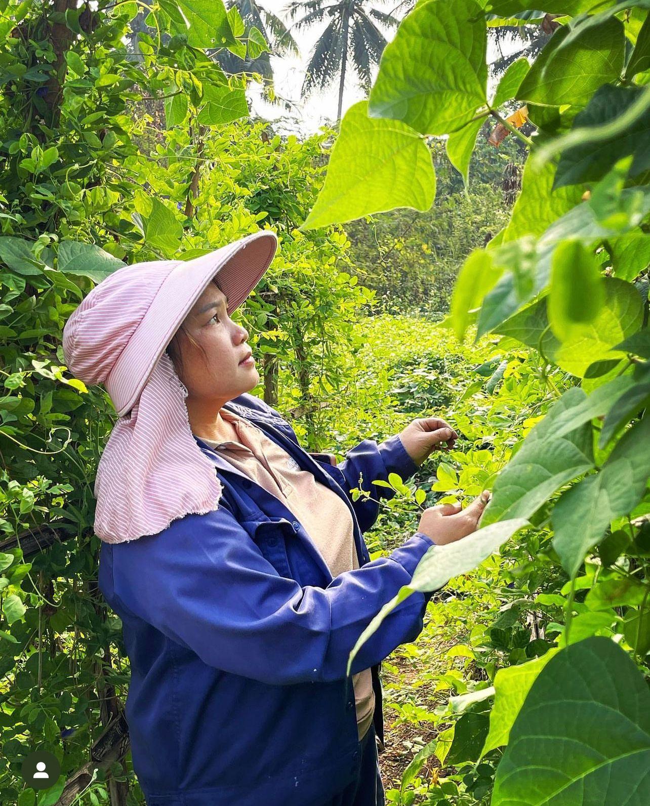 Organic Garden