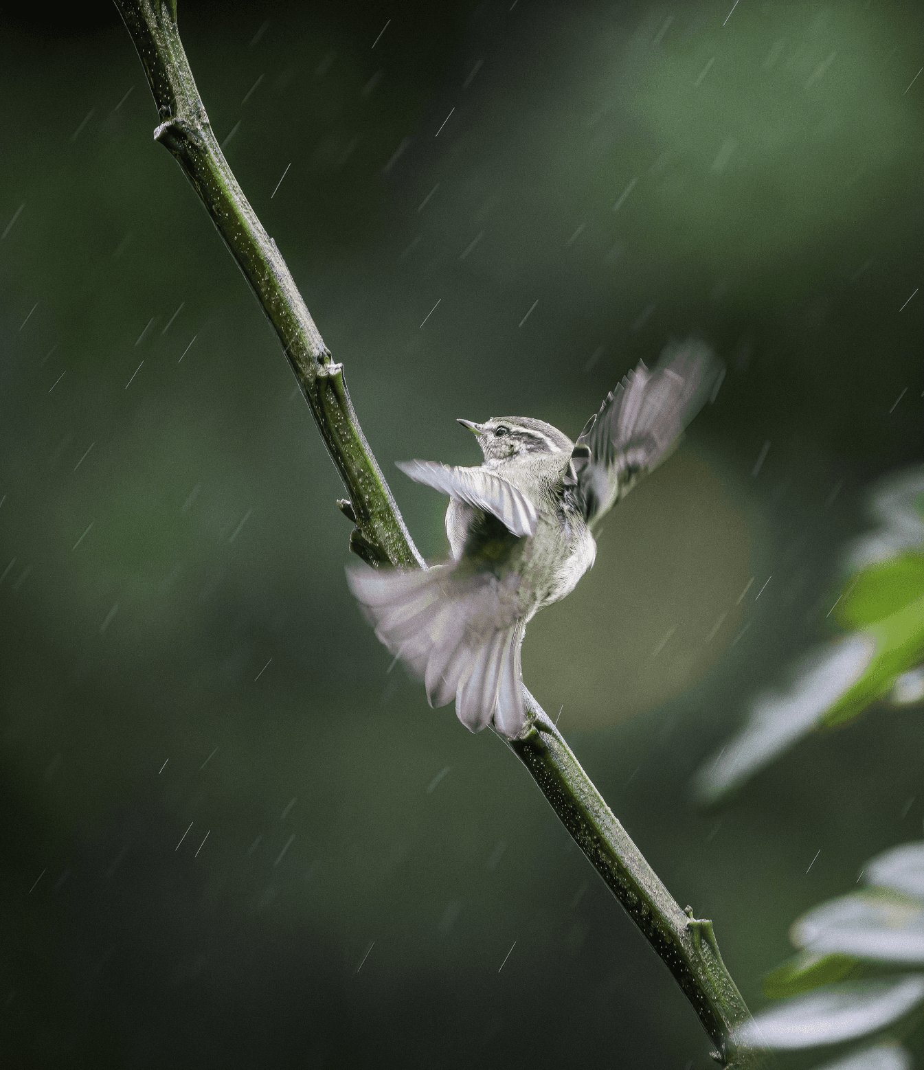 DAVISON'S LEAF WARBLER