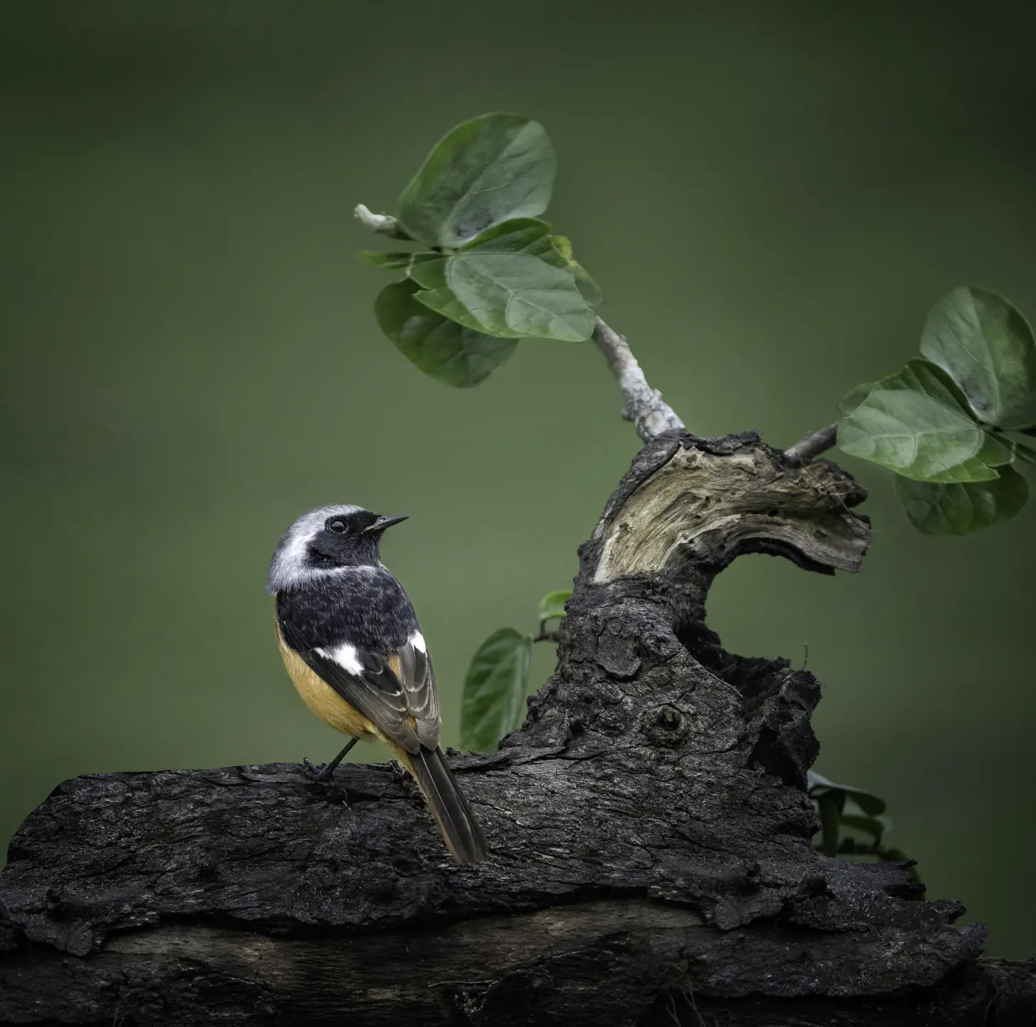 Daurian Redstart